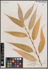 Foto von Salix caudata (Nutt.) A. Heller